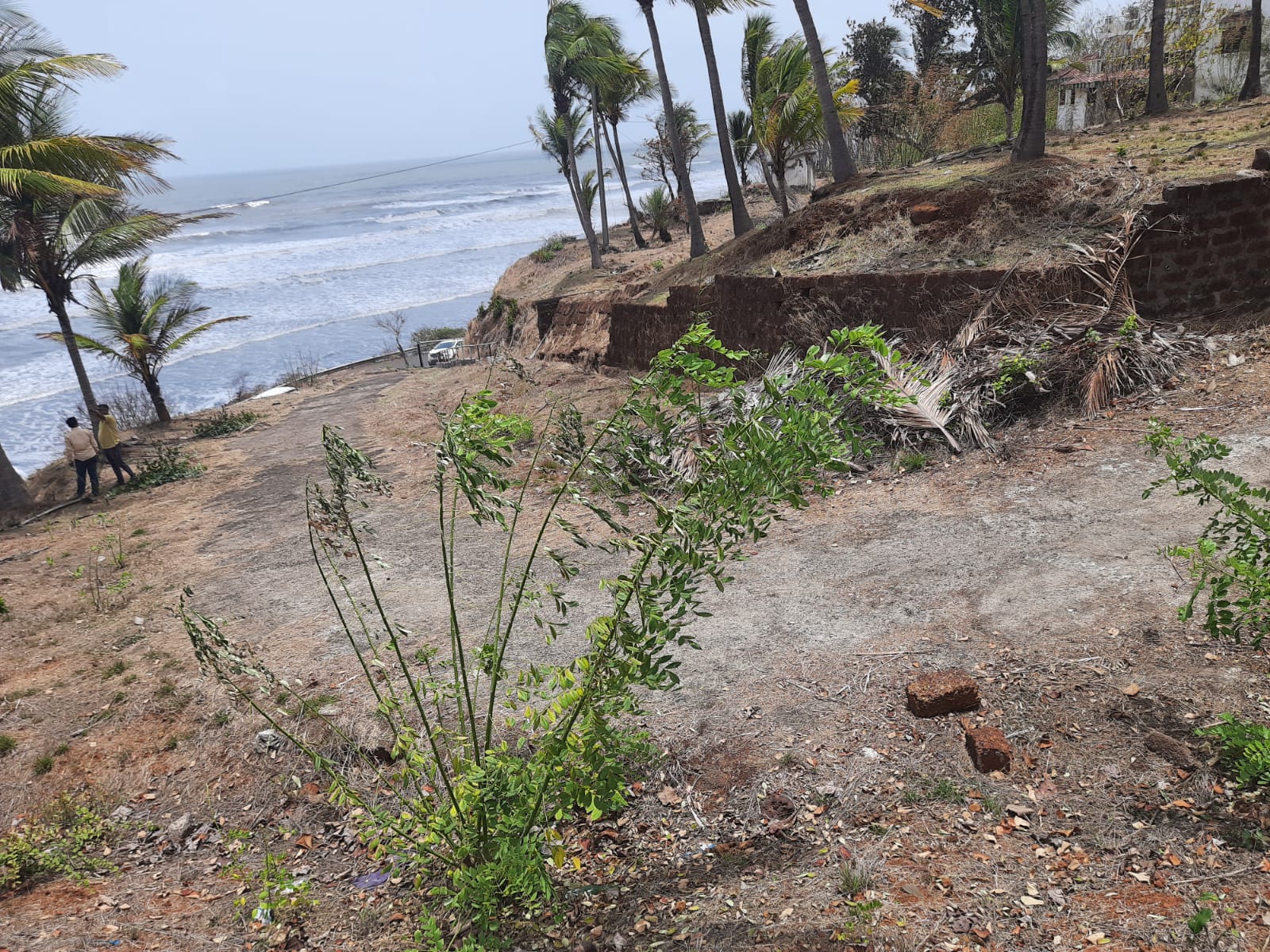 Vegetation and terrain on the Karde coastal parcel